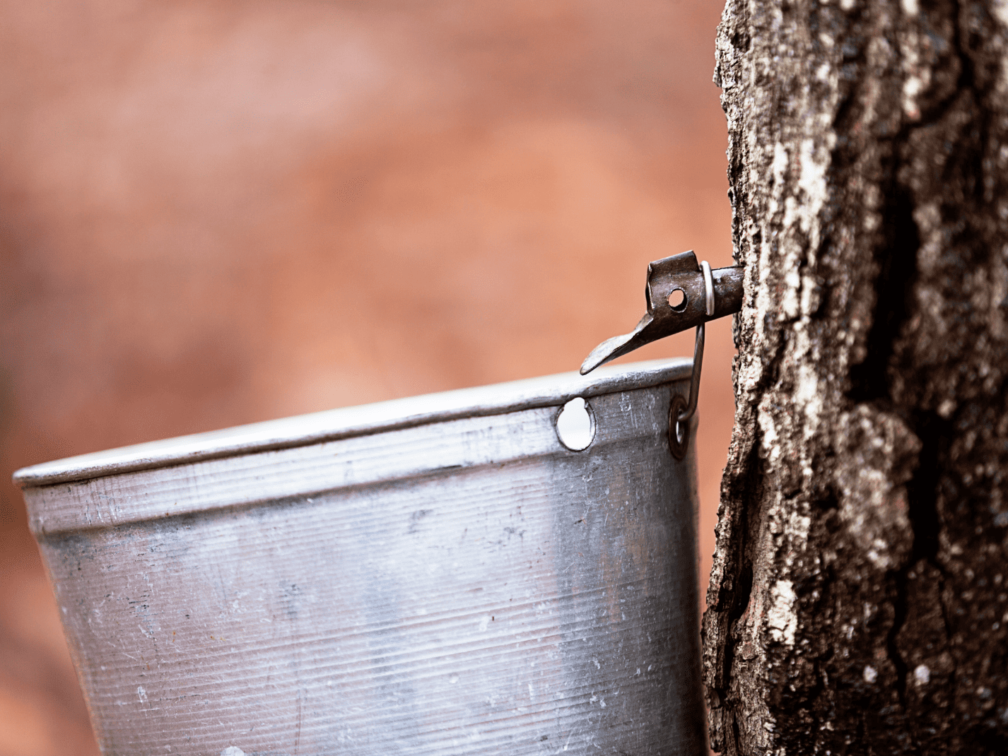 Raccolta della linfa